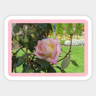 Pink Rose Sticker